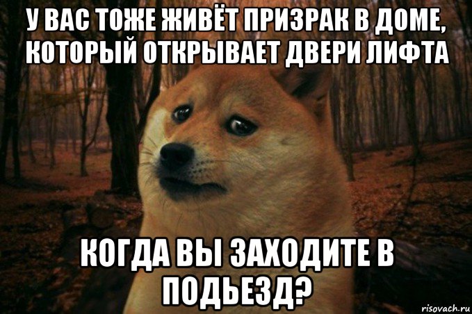 у вас тоже живёт призрак в доме, который открывает двери лифта когда вы заходите в подьезд?, Мем SAD DOGE