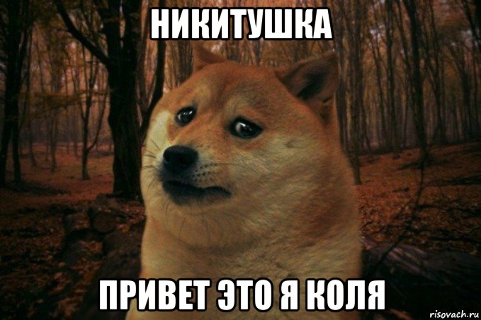 никитушка привет это я коля, Мем SAD DOGE