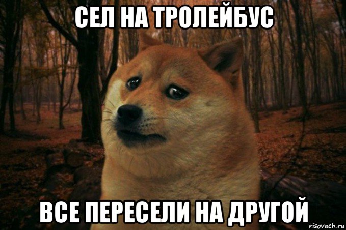 сел на тролейбус все пересели на другой, Мем SAD DOGE