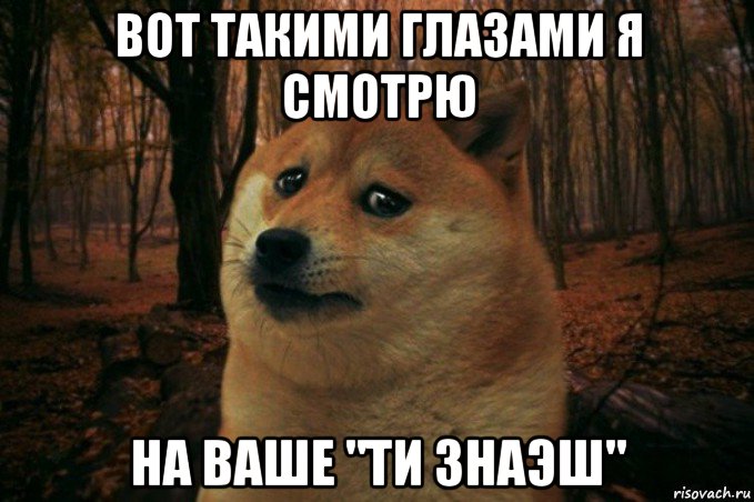 вот такими глазами я смотрю на ваше "ти знаэш", Мем SAD DOGE