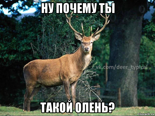 ну почему ты такой олень?