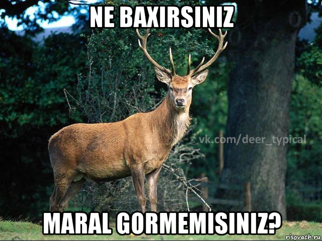 ne baxirsiniz maral gormemisiniz?