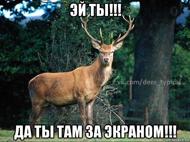 эй ты!!! да ты там за экраном!!!