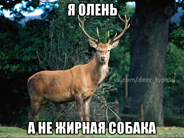 я олень а не жирная собака