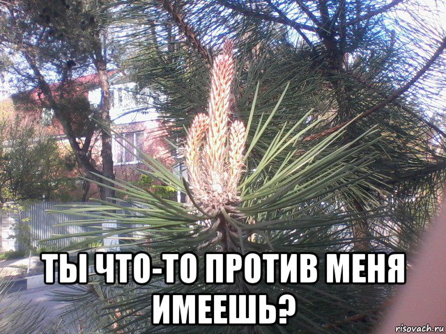  ты что-то против меня имеешь?, Мем Сосна фак