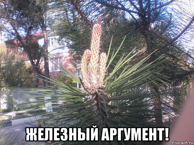  железный аргумент!, Мем Сосна фак