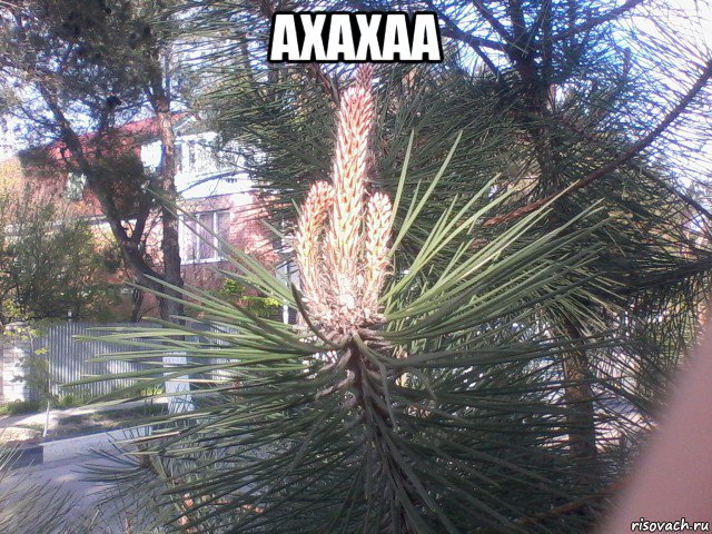 ахахаа , Мем Сосна фак