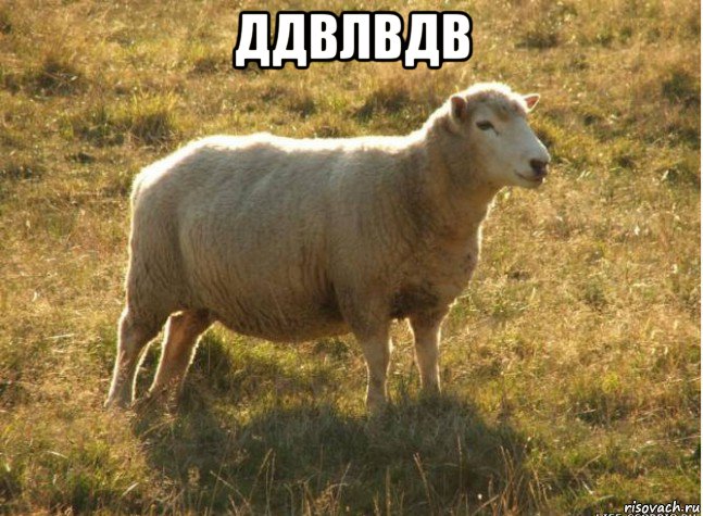 ддвлвдв , Мем Типичная овца