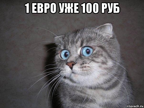 1 евро уже 100 руб , Мем  удивлённый кот