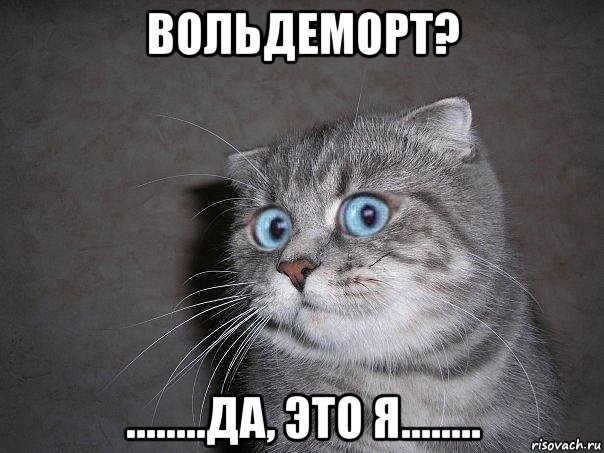 вольдеморт? ........да, это я........, Мем  удивлённый кот