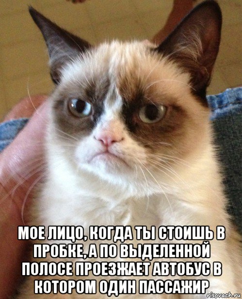  мое лицо, когда ты стоишь в пробке, а по выделенной полосе проезжает автобус в котором один пассажир, Мем Угрюмый кот