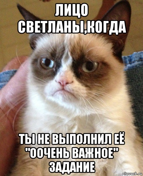 лицо светланы,когда ты не выполнил её "оочень важное" задание, Мем Угрюмый кот