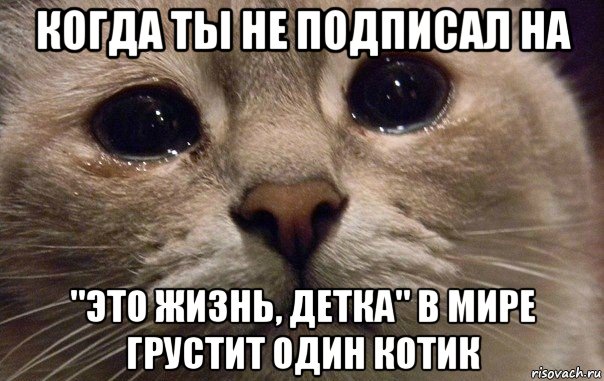 когда ты не подписал на "это жизнь, детка" в мире грустит один котик, Мем   В мире грустит один котик