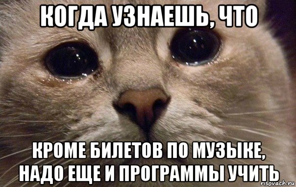 когда узнаешь, что кроме билетов по музыке, надо еще и программы учить, Мем   В мире грустит один котик