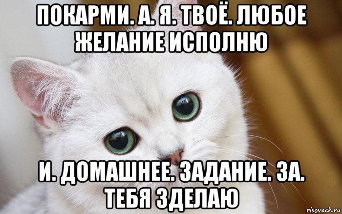 покарми. а. я. твоё. любое желание исполню и. домашнее. задание. за. тебя зделаю, Мем  В мире грустит один котик