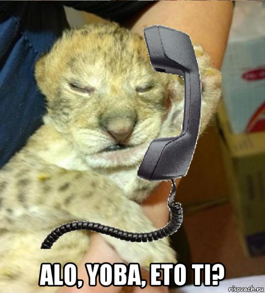  alo, yoba, eto ti?, Мем Yoba