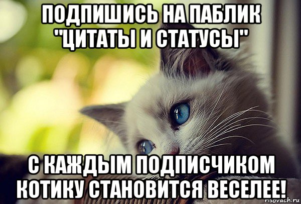 подпишись на паблик "цитаты и статусы" с каждым подписчиком котику становится веселее!