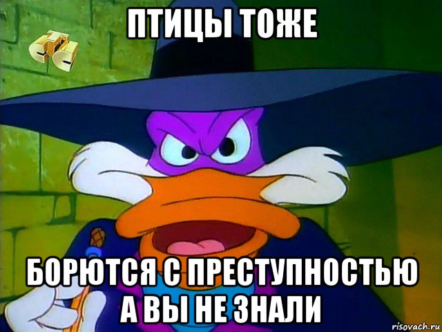 птицы тоже борются с преступностью а вы не знали