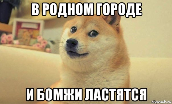 в родном городе и бомжи ластятся, Мем DOGE