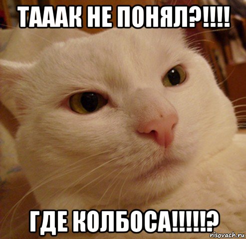 тааак не понял?!!!! где колбоса!!!!!?, Мем Дерзкий котэ