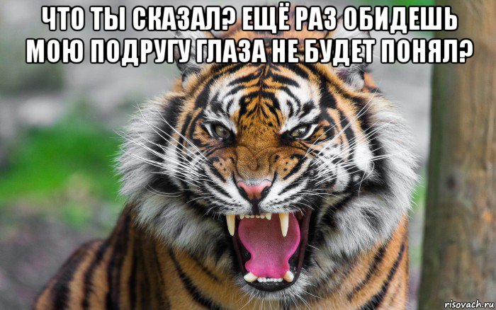 что ты сказал? ещё раз обидешь мою подругу глаза не будет понял? , Мем ДЕРЗКИЙ ТИГР