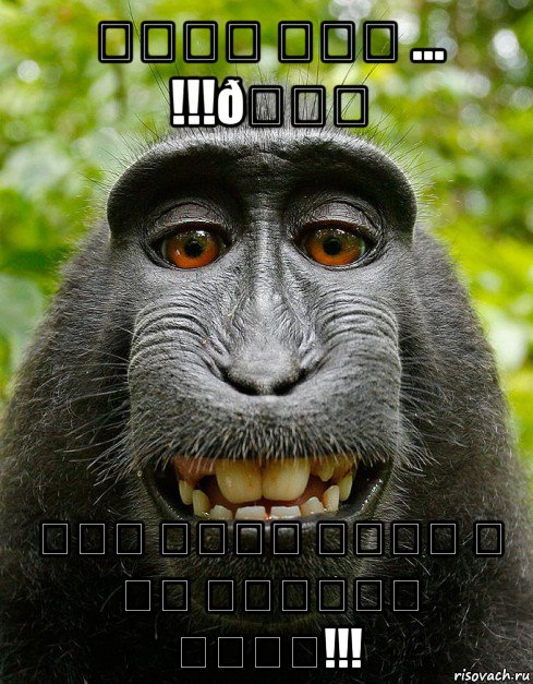 Мем  Довольная обезьяна