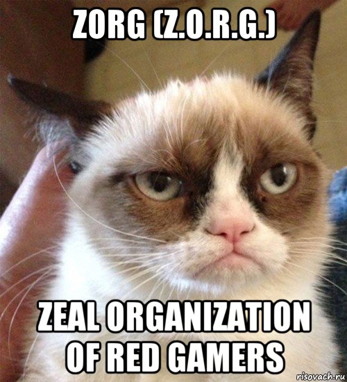 zorg (z.o.r.g.) zeal organization of red gamers, Мем Грустный (сварливый) кот