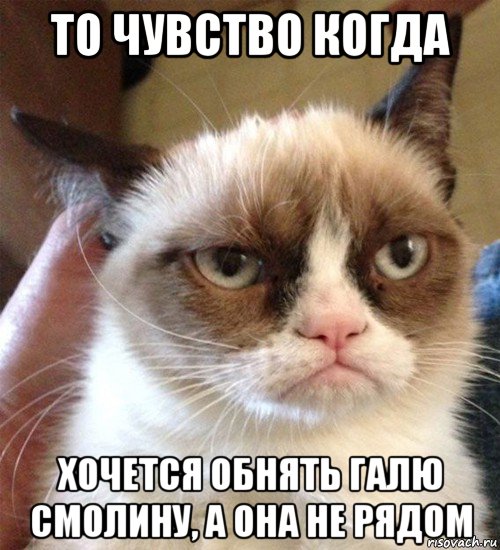 то чувство когда хочется обнять галю смолину, а она не рядом, Мем Грустный (сварливый) кот