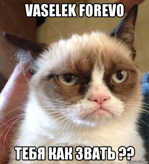vaselek forevo тебя как звать ??, Мем Грустный (сварливый) кот