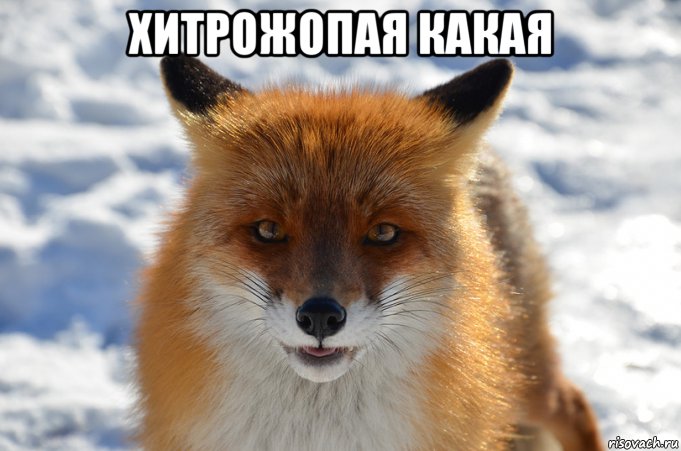 хитрожопая какая 