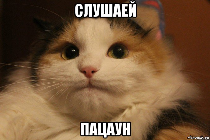 слушаей пацаун, Мем Кот в колпаке
