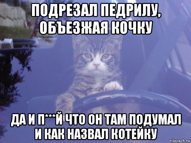 подрезал педрилу, объезжая кочку да и п***й что он там подумал и как назвал котейку, Мем Кот за рулем