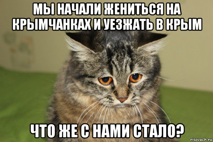мы начали жениться на крымчанках и уезжать в крым что же с нами стало?, Мем кот