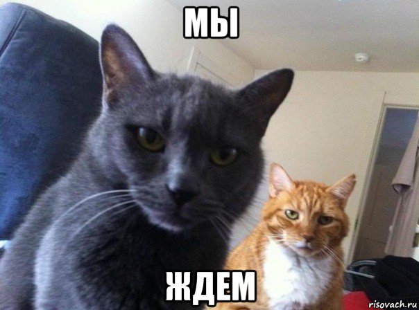 мы ждем, Мем  Два котэ