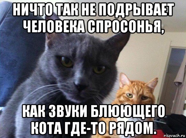 Кота тошнит картинка