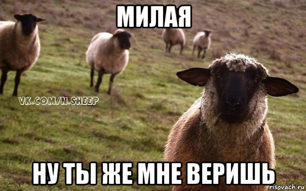 милая ну ты же мне веришь, Мем  Наивная Овца