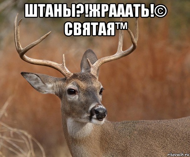 штаны?!жрааать!© святая™ , Мем  Наивный Олень v2