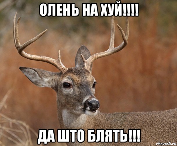 олень на хуй!!!! да што блять!!!, Мем  Наивный Олень v2