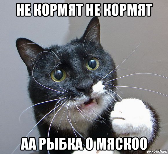 не кормят не кормят аа рыбка о мяскоо