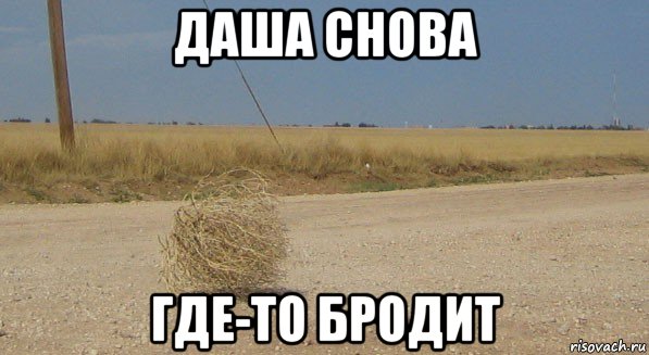 даша снова где-то бродит, Мем перекати-поле одиночество