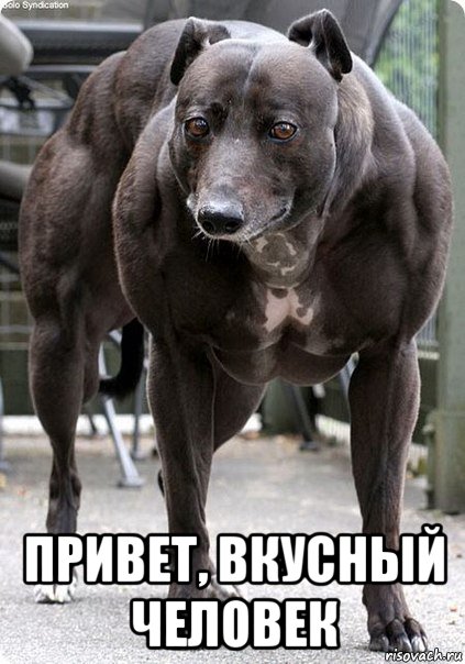  привет, вкусный человек, Мем пёс