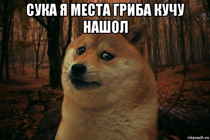 сука я места гриба кучу нашол , Мем SAD DOGE