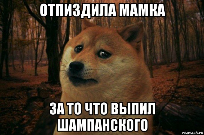 отпиздила мамка за то что выпил шампанского, Мем SAD DOGE