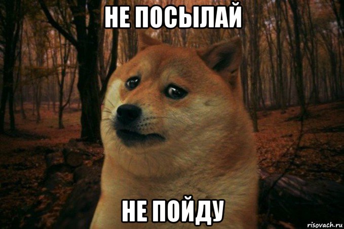 не посылай не пойду, Мем SAD DOGE