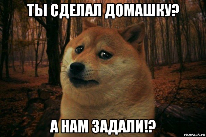 ты сделал домашку? а нам задали!?, Мем SAD DOGE