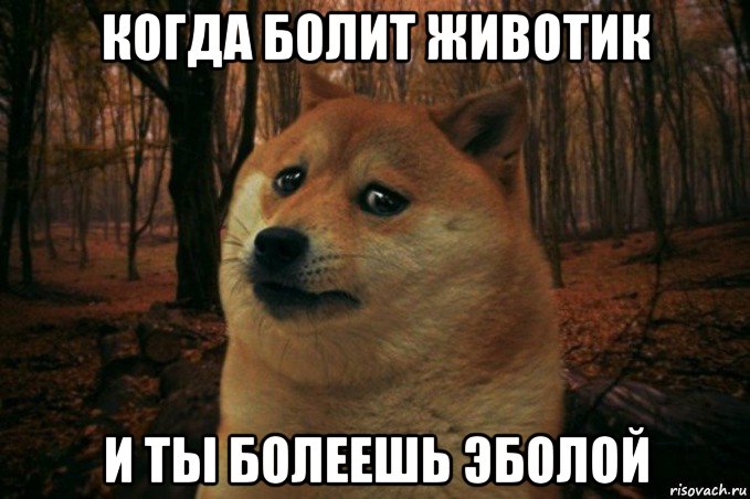 когда болит животик и ты болеешь эболой, Мем SAD DOGE