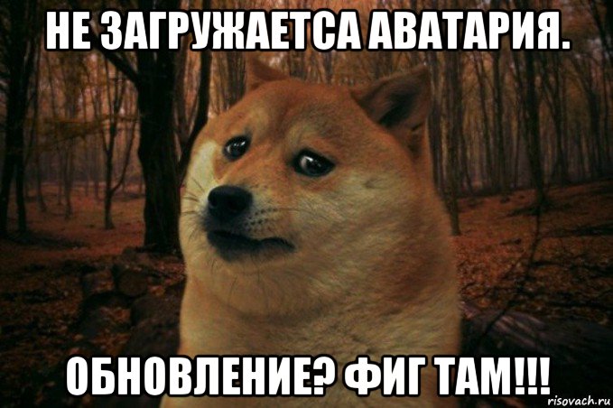 не загружаетса аватария. обновление? фиг там!!!, Мем SAD DOGE