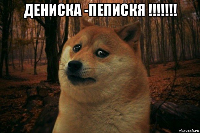 дениска -пепискя !!!!!!! , Мем SAD DOGE