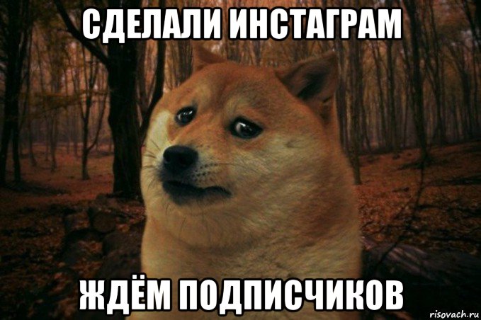 сделали инстаграм ждём подписчиков, Мем SAD DOGE