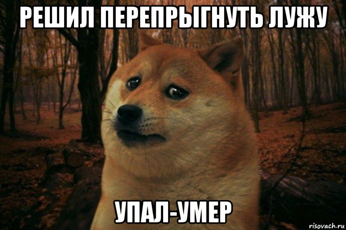 решил перепрыгнуть лужу упал-умер, Мем SAD DOGE